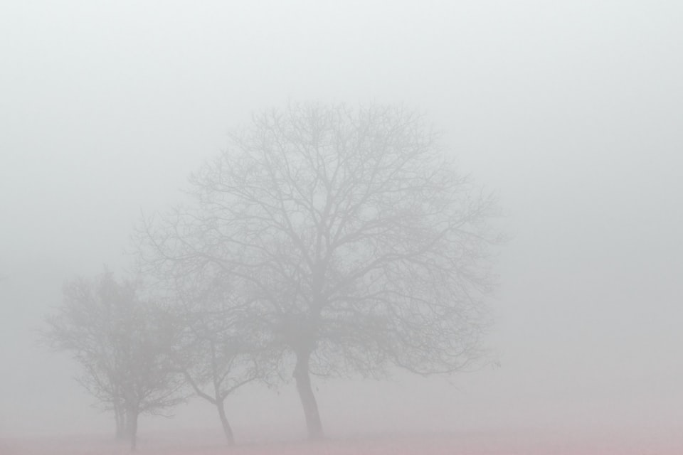 Bare trees shrouded in fog on a quiet field in winter